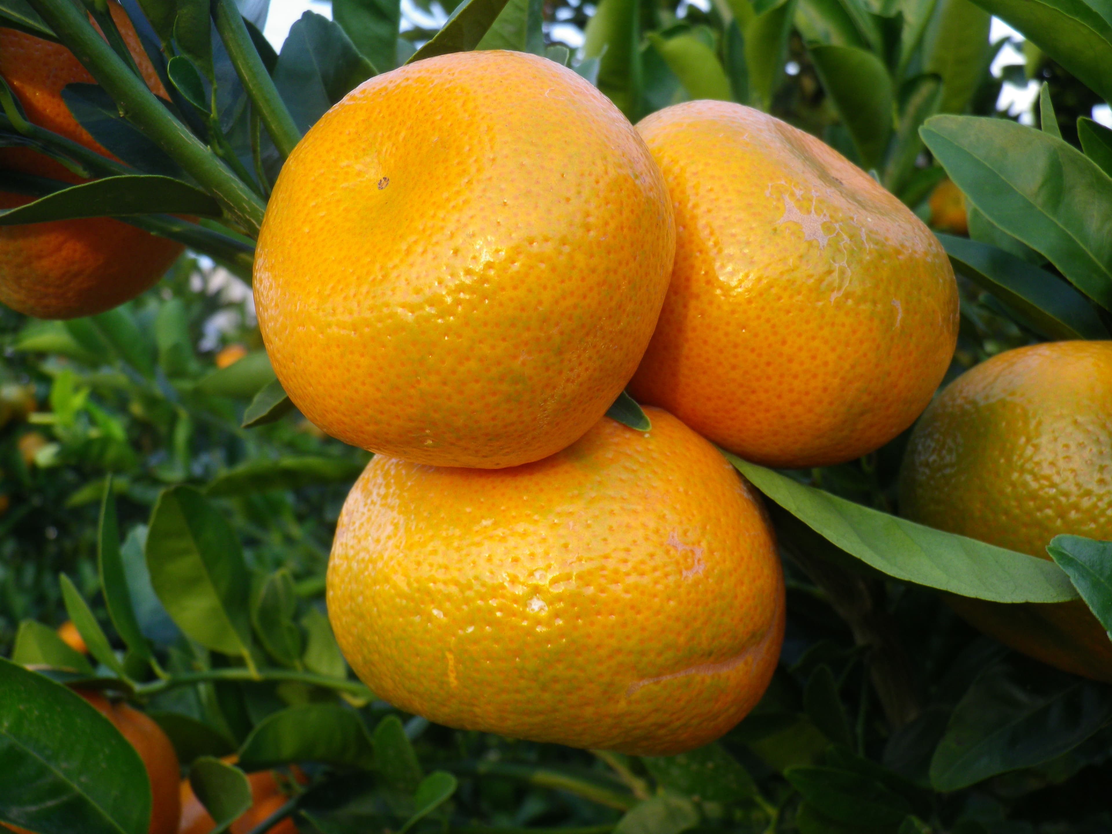 Premium Citrus 1