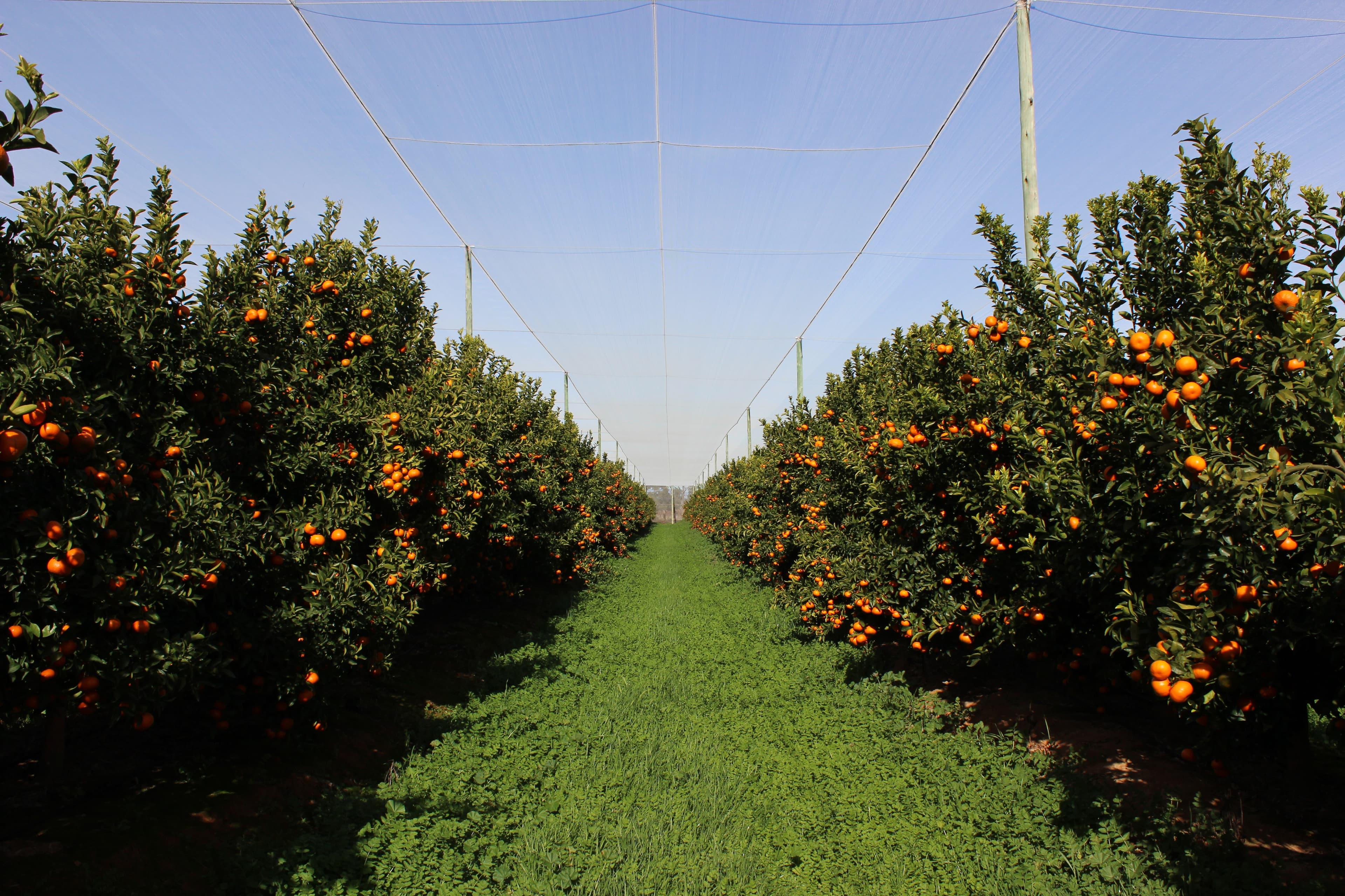 Superior Agricultural Shade Netting